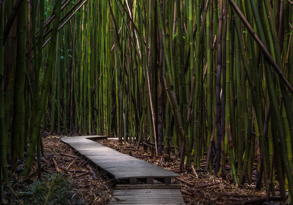 Nature’s Green Boost for Workplace Wellbeing